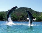 Dolphin Picture