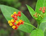 Tropical Flowers
