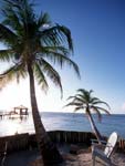 Beachfront Palms in Roatan, Honduras