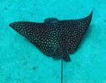 Roatan Diving Picture - Sting Ray
