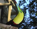 Tucan - Roatan, Western Caribbean Island